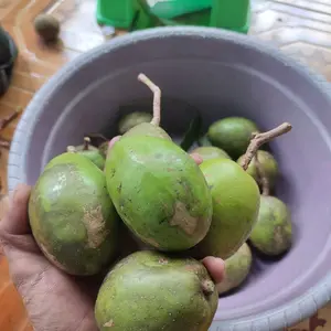 Kedondong lokal Baru Petik fres asam manis 1kg
