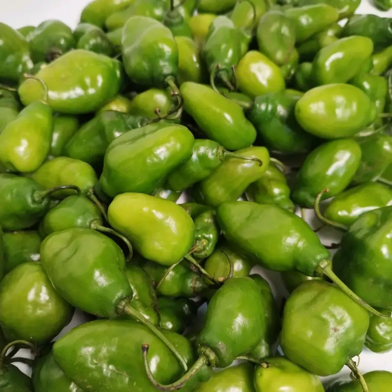 Cabe gendot/cabe kompor 1 kg - cabai segar 3