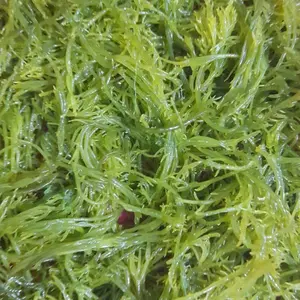 Rumput Laut Segar 50gr - Toping Baso Ikan Enak & Lezat - Produk Direbus untuk Meningkatkan Rasa dan Tekstur Hidangan Anda