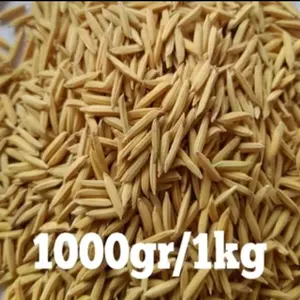 BENIH BIBIT PADI BASMATI AROMATIK KEMASAN 1 KG