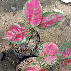 Tanaman Hias Aglonema Dud Anjamani (BACA DESKRIPSI SEBELUM MEMBELI)