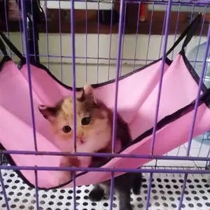 Hammock Kucing Kitten Ayunan Kucing Sugar Glider Marmut Burung Ayunan Gantung Hewan Hamster