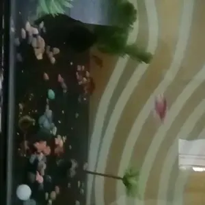 Paket Lengkap Hiasan Aquarium 6 in 1 untuk Aquarium Anda