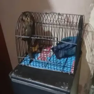 untulan besi kandang kecil