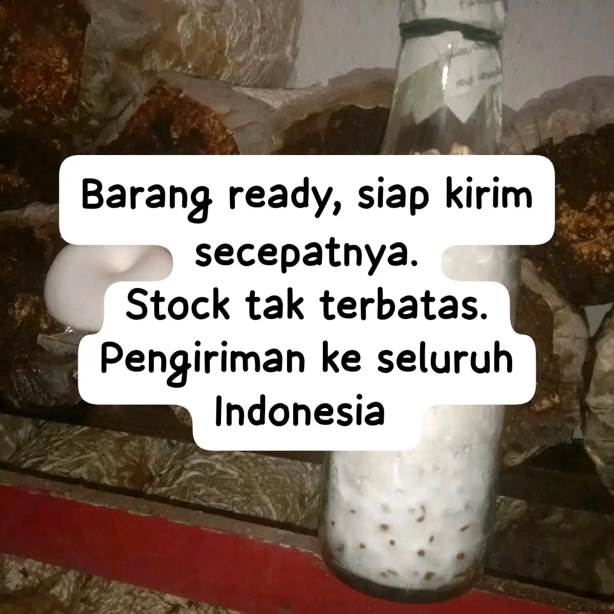 Benih Jamur Tiram F2 Putih & Coklat Media Jagung Murni Berkualitas