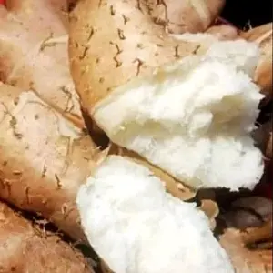 Gembili Ketan Jahe 1 Kilogram