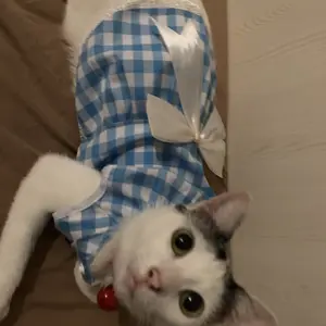 Baju Dress Kucing Anjing Kotak2 Pita
