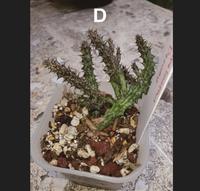 Gambar Stapelianthus Decaryi Kaktus Tanpa Media Tanam - B dari spider lover petshop Kota Bandung 2 Tokopedia