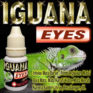 IGUANA EYES OBAT MATA REPTILE BENGKAK BERAIR MERAH MATA TERTUTUP KATARAK PERADANGAN INFKESI OBAT TETES MATA HEWAN IGUANNA HIJAU BATU BLUE DIAMOND HEWAN REPTILE