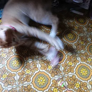 Mainan Kucing Tongkat Bulu Bahan Besi Bel Bunyi Kerincing Cat Steel Feather