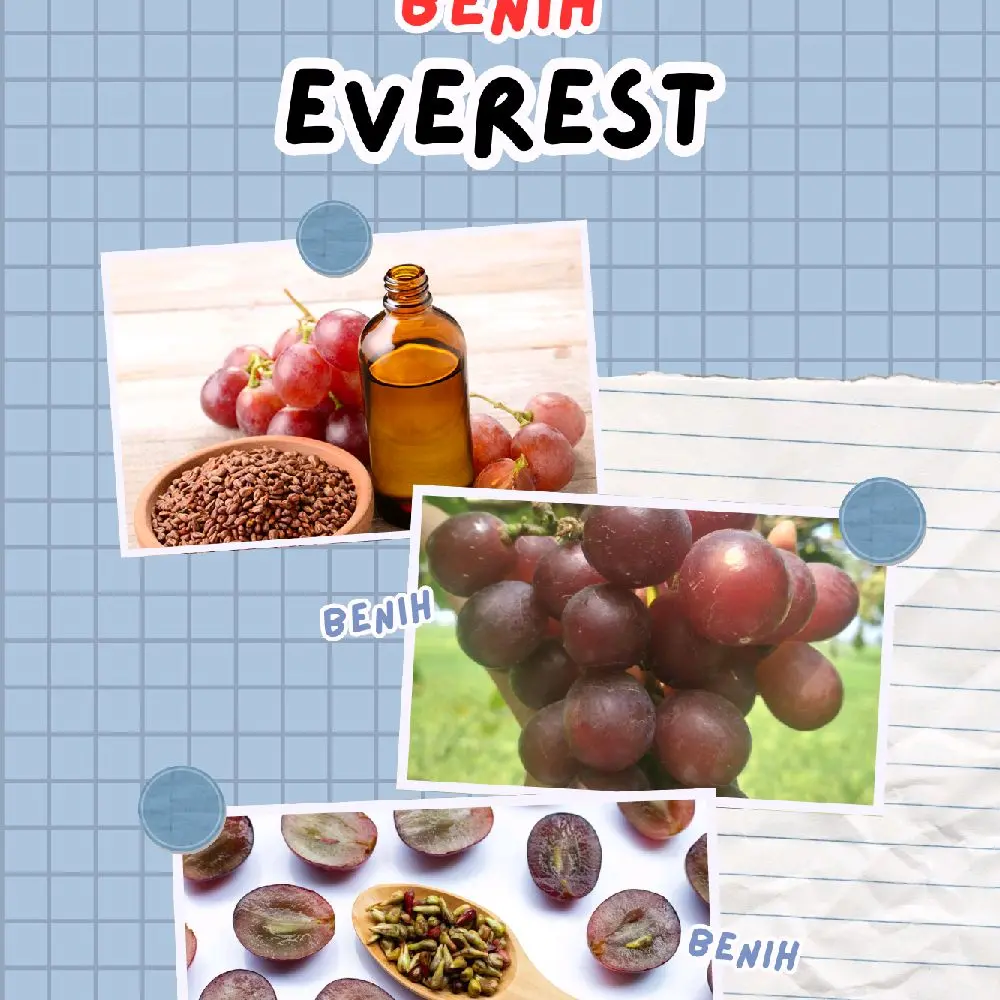 benih anggur Everest di jamin valid mudah berbuah