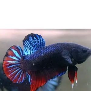 Perlengkapan Hewan Air Bagan Size S hingga M untuk Koleksi dan Mainan Anak Bettafishradiya