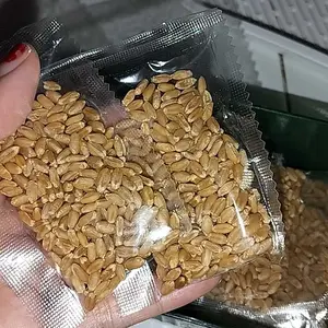 【Berisi 8 kantong benih rumput】Kit penanaman benih rumput gandum kucing berkualitas tinggi, budidaya rumput gandum kucing tanpa tanah, membersihkan mulut dan membantu pencernaan