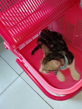 Product Review of Rio B K077  - Kandang Hewan -Pet Carrier Cargo    keranjang jualan keliling from m**a E**a 3