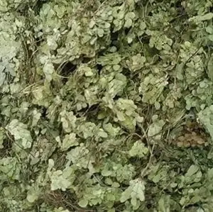 Rumput Kembar - asli Papua