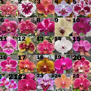 Anggrek Bulan V.12 (04/04/26) Pasca Bunga Potong Berbagai Motif Koleksi Unik Warna-warni