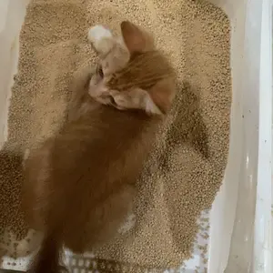 Pasir Wangi 1 Kg untuk Kucing murah