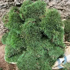 Paket 60 Pcs / Lempeng rumput jepang hidup bisa digunakan untuk pemakaman atau makam, bisa juga untuk taman dan halaman - rumput jepang / peking - rumput asli