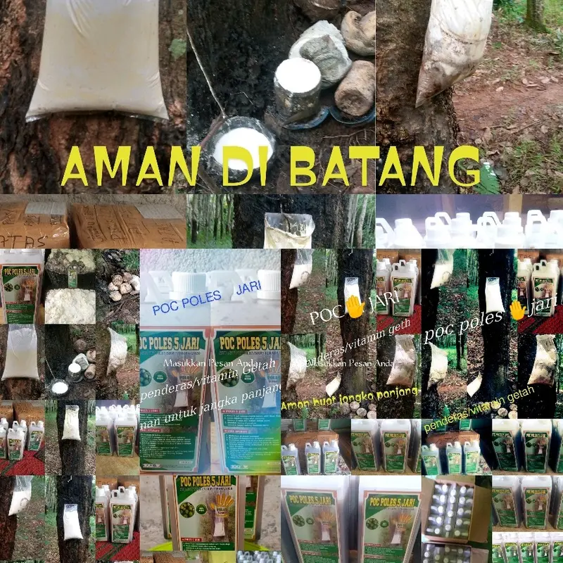 poc poles 5 jari/vitamin getah Organik 2