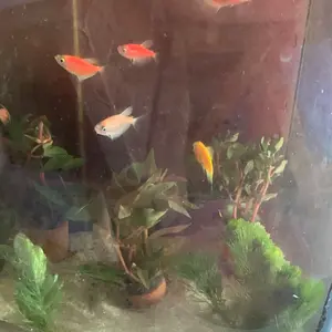 Tanaman Air Tawar Paket 5 Pot Dekorasi Akuarium Indonesia Tahan Lama & Mudah Dirawat