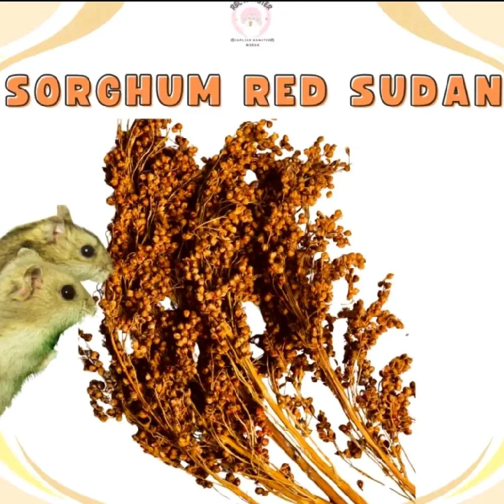 SNACK CEMILAN HAMSTER SORGHUM RED SUDAN NATURAL & FRESH SORGUM MAKANAN HAMSTER ALAMI FORAGING