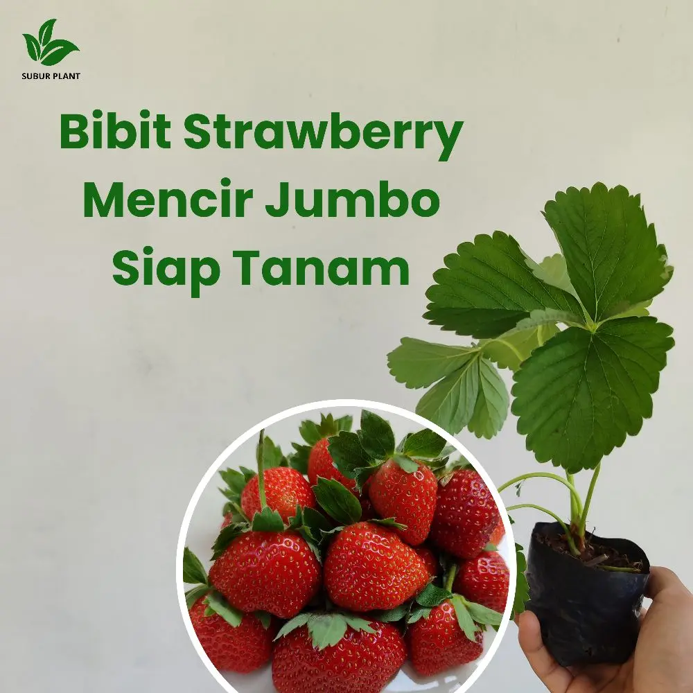 Bibit Strawberry Mencir Jumbo Siap Tanam Cocok Di Dataran Rendah