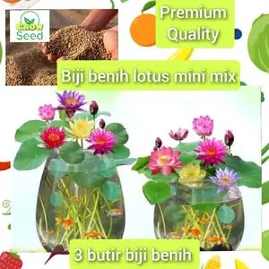 3 butir biji benih tanaman bunga lotus mini mix warna
