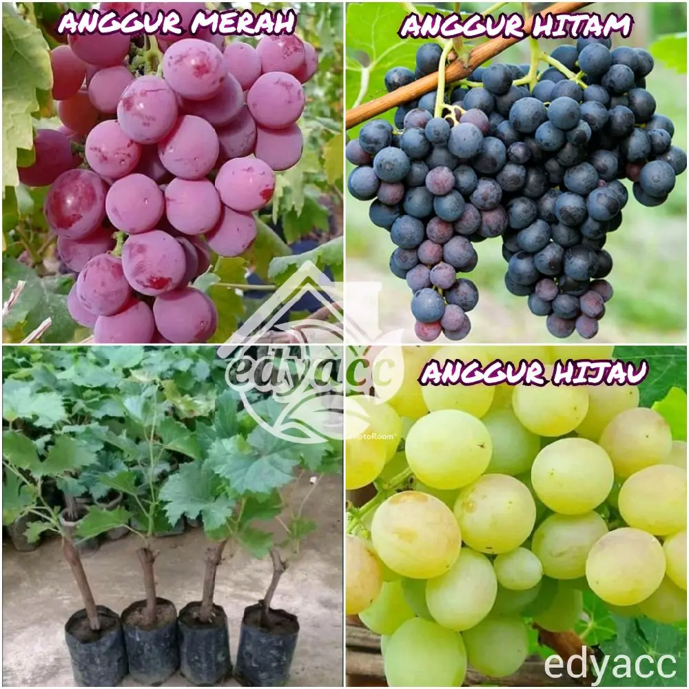 bibit buah anggur super genjah