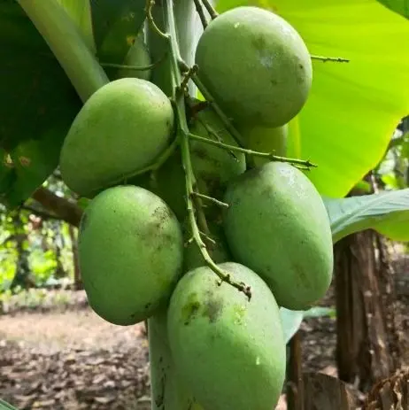 buah mangga muda rujak mangga muda mini segar dan fress enak d bikin rujak dan manisan 0