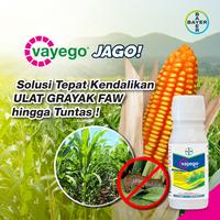 Gambar Insektisida Vayego 200 SC 50 ML Pengendali Ulat Sundep Beluk dari PUROTANI.ID Kab. Purworejo 5 Tokopedia