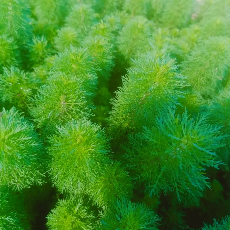 Tanaman sintetis limnopila sesiliflora hiasaan akuarium 3