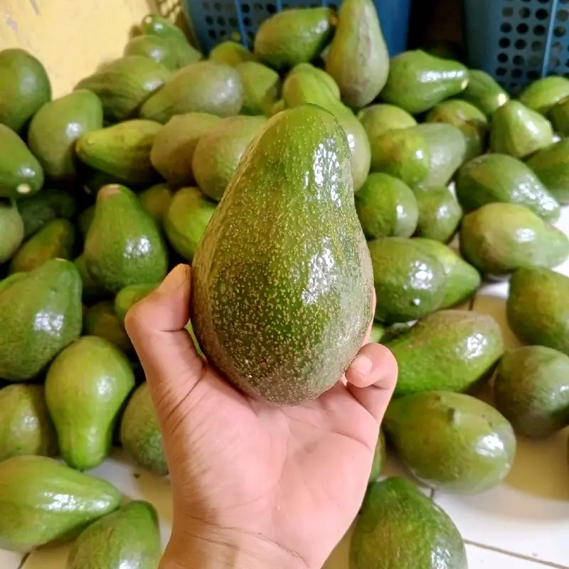 Alpukat Mentega Mini 1 kg Isi 6-7 Buah Frozen dengan Gula Zuriat, Mangga, dan Jeruk 1