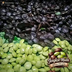 Jengkol Muda Fres 1kg Pilihan Bahan Lalapan Dipetik Langsung Belum Dikupas 1kg