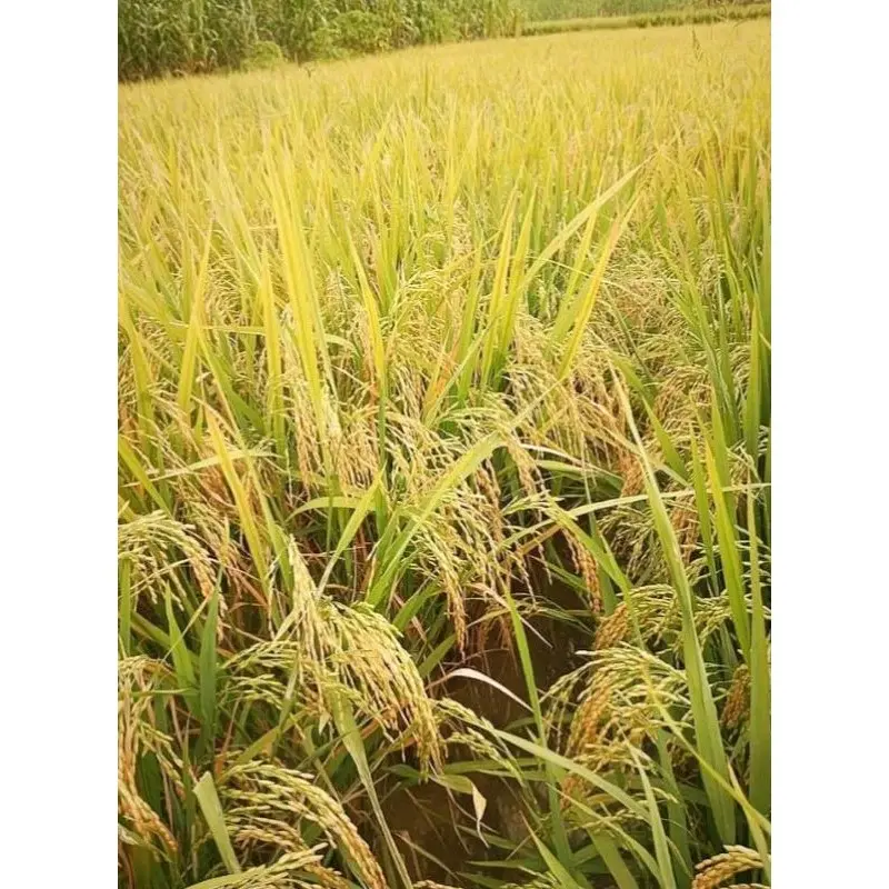 Benih/Bibit padi sertani 13 berkualitas supper unggul kemasan 1kg kelengkeng 5