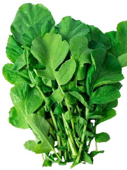 1.000 BIJI - BENIH LOBAK DAUN LALAP UNGGUL PILIHAN