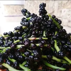 Buah Angkung 200 biji bonus 20 biji