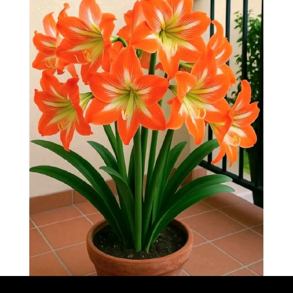 Bibit Amarilis Orange Star | Bunga Amarilis Orange Cantik Rajin Berbunga | Tanaman Hias Outdoor Indoor