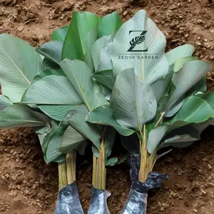 PROMO! Paket 5 Batang Tanaman Chalatea Pisang Lutea Daun Siap Penghias Pagar / Cocok untuk Outdoor & Indoor