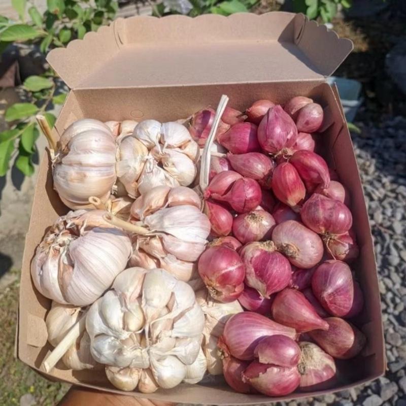 Bawang merah1 kg dan bawang putih 1kg mix umkm Food Pedas Goreng Bahan Masakan Garlic 2