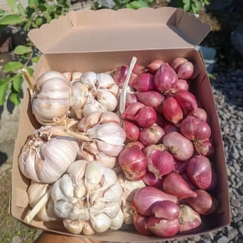 Bawang merah1 kg dan bawang putih 1kg mix umkm Food Pedas Goreng Bahan Masakan Garlic 2