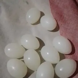 Telur Palsu Merpati Replika Sebagai Pengganti Telor Asli Untuk Mengeram