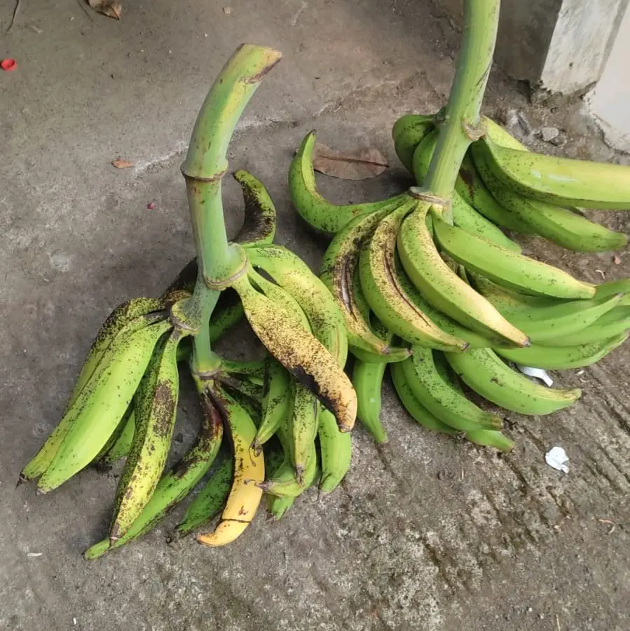 3kg pisang tanduk madu gunung Muria