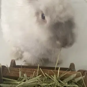 [Original] AnimalnCo 2nd Cut Timothy Hay 500gr - Rumput Hay Makanan Kelinci 500gr Premium Rabbit Food Makanan Hamster Makanan Marmut - Makanan Chincilla