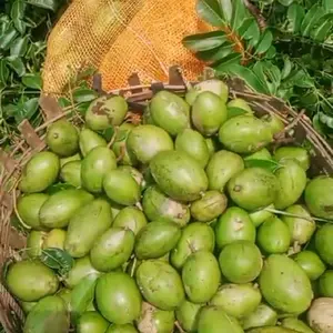 Buah Kedondong Probolinggo Ukuran SEDANG  cocok untuk Rujakan