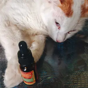 Golden Paw - Gold Virus 10ML Obat AntiVirus Ampuh Kucing Lawan Panleukopenia Calici Flu Berat Meningkatkan Imunitas dan Membantu Pemulihan