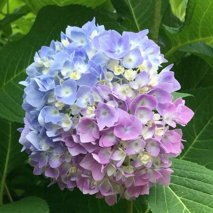 10 Bầu Cây Giống Hoa Cẩm Tú Cầu Nhiệt Đới Phú Quốc - Hoa Nở Quanh Năm