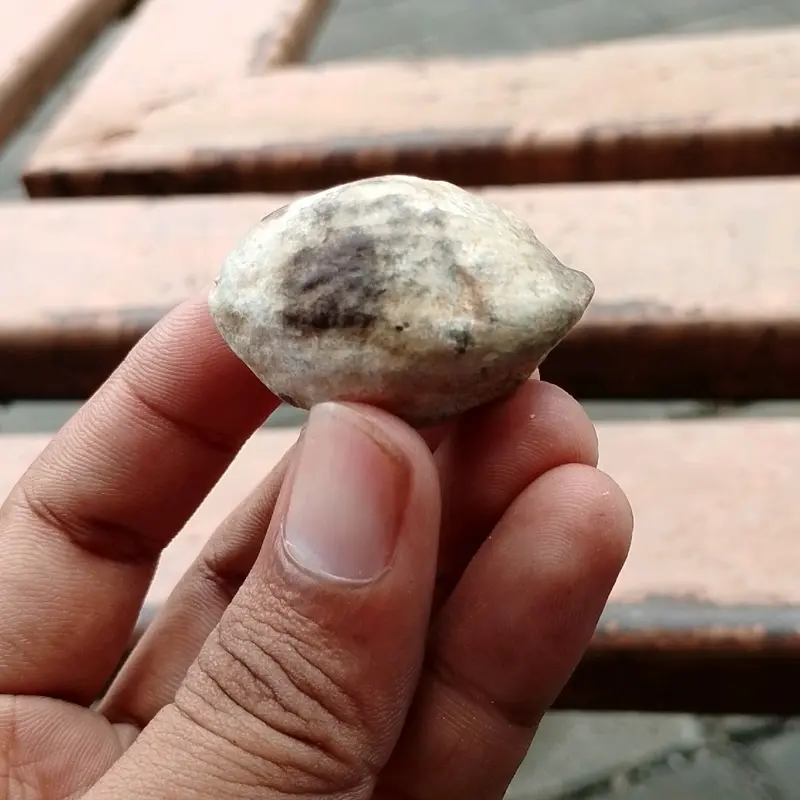 ready stock jawa si keras  ( jayanti jawa) // si keras 3