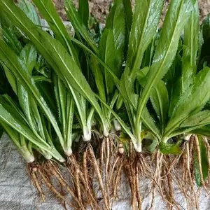 bibit walang sangit ready yang sudah berbunga ataupun yang belum berbunga termurah