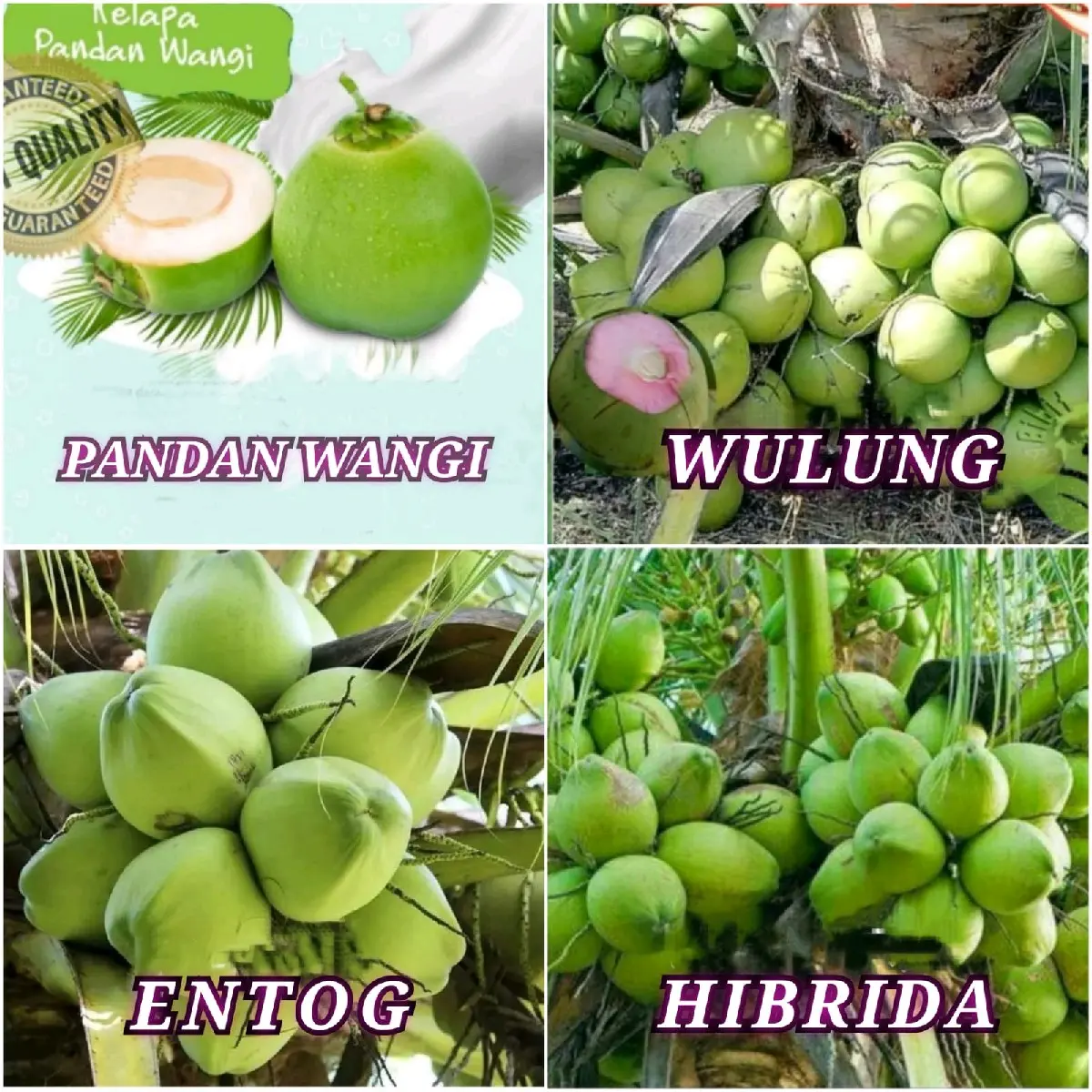 benih bibit kelapa genjah macam"jenis