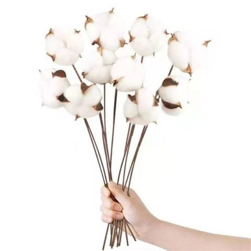 Product Introduction of Bó Hoa Khô, Chất Liệu Cotton, Đồ Trang Trí Hoa Vĩnh Cửu, Đạo Cụ Chụp Ảnh, Hoa Mô Phỏng, Hoa Khô Cotton Màu Giáng Sinh Tự Làm, Bộ 10 Miếng Decor Decor Phòng Trang Trí Nhà 1